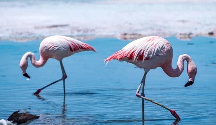 리튬채굴과 환경 - 칠레 염호와 플라멩고 / 환경오염