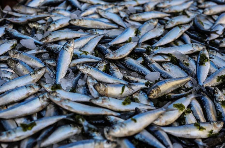 Secondary Battery Fish Kills